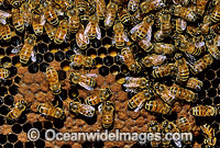 Worker Bees storing pollen in honeycomb Photo - Gary Bell