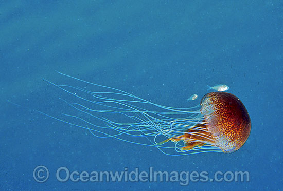Fish with Jellyfish Chrysaora southcotti photo