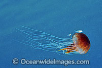Fish with Jellyfish Chrysaora southcotti Photo - Gary Bell