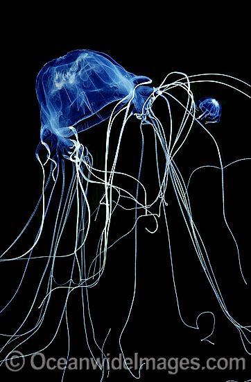Box Jellyfish in hunting mode photo