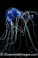 Box Jellyfish in hunting mode Photo - Gary Bell