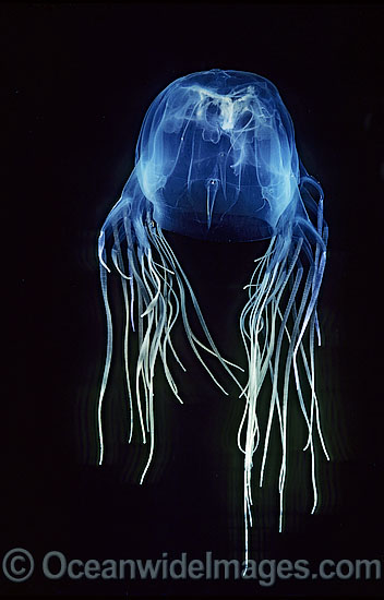 Box Jellyfish Chironex fleckeri photo
