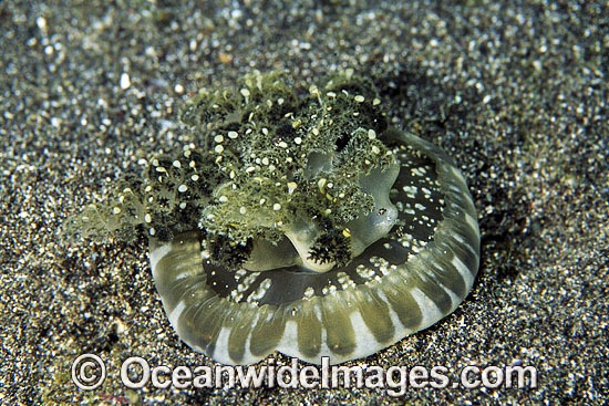Upside-down Jellyfish Cassiopea sp. photo