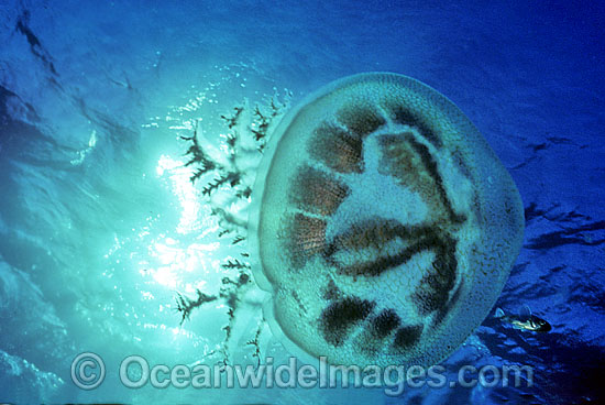 Jellyfish Pseudorhiza haeckeli photo