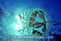 Jellyfish Pseudorhiza haeckeli Photo - Gary Bell
