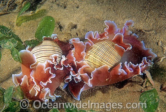 Bubble Snails Hydatina physis photo