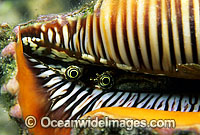 Eye detail of Scorpion Shell Photo - Gary Bell