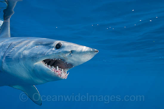 Shortfin Mako Shark Mackeral Shark photo
