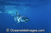 Shortfin Mako Shark Blue Pointer Photo - Chris & Monique Fallows