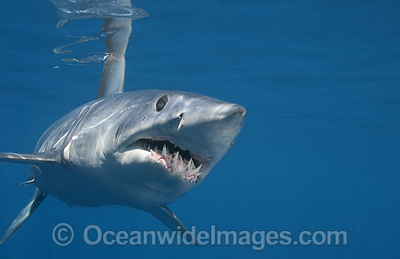 Shortfin Mako Shark Blue Pointer photo