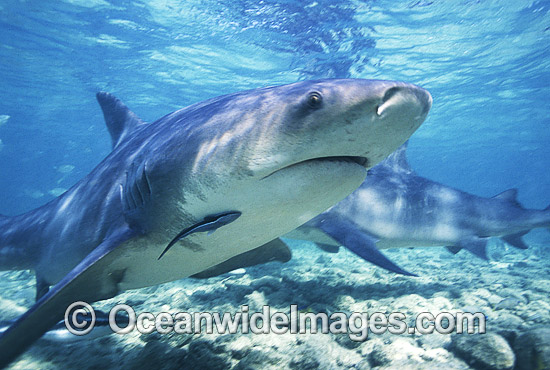 Bull Shark Carcharhinus leucas photo