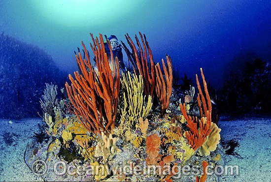 Scuba Diver in temperate Sponge Garden photo