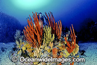 Scuba Diver in temperate Sponge Garden Photo - Gary Bell