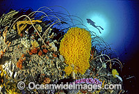 Scuba Diver and Whip Corals Sponges Photo - Gary Bell