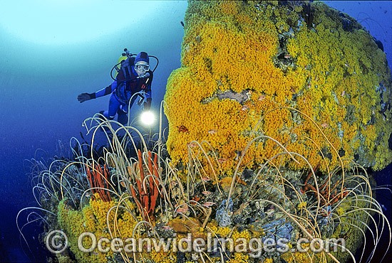 Scuba Diver and coral reef photo