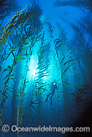 Scuba Diver in Giant Kelp Photo - Gary Bell