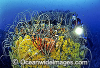 Scuba Diver and Whip Corals Photo - Gary Bell