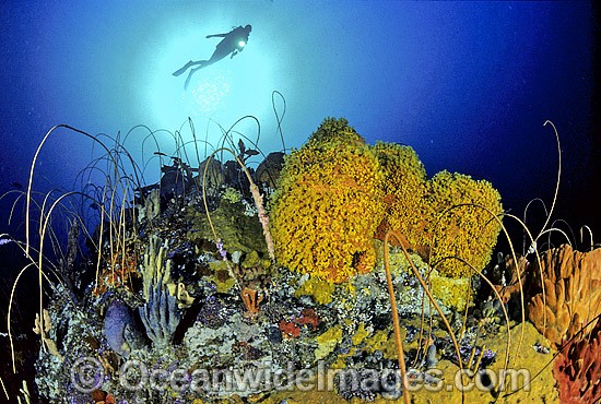 Scuba Diver Whip Corals Sponges photo