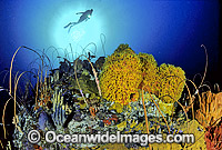 Scuba Diver Whip Corals Sponges Photo - Gary Bell