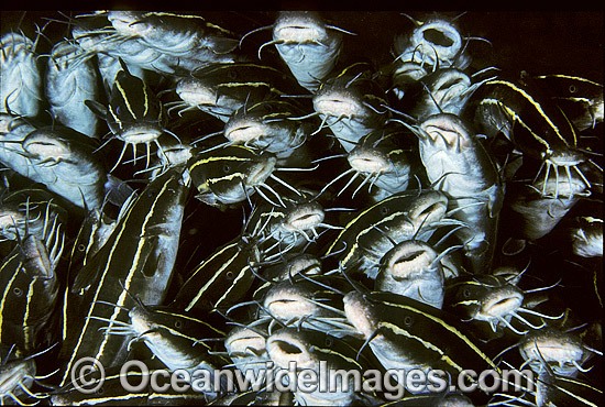 Schooling Striped Catfish Plotosus lineatus photo
