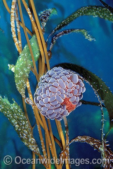 Swimming Anemone on Giant Kelp photo