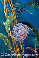 Swimming Anemone on Giant Kelp Photo - Gary Bell
