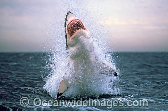 shark jumping out of water with mouth open side view