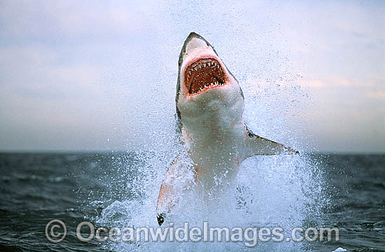 Great White Shark breaching on Seal photo