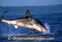 Great White Shark breaching on Seal Photo - Chris & Monique Fallows