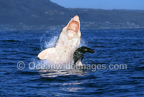 Great White Shark breaching on Cape Fur Seal photo