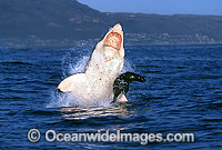 Great White Shark breaching on Cape Fur Seal Photo - Chris & Monique Fallows