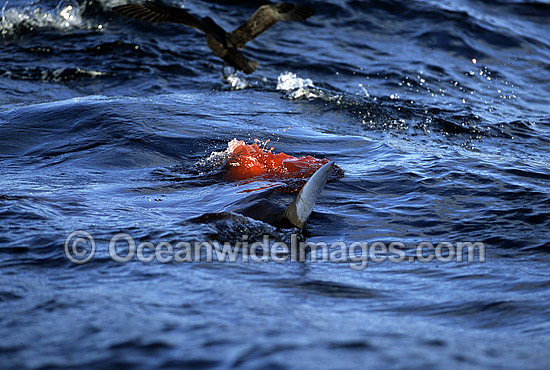 Great White Shark attacking Cape Fur Seal photo