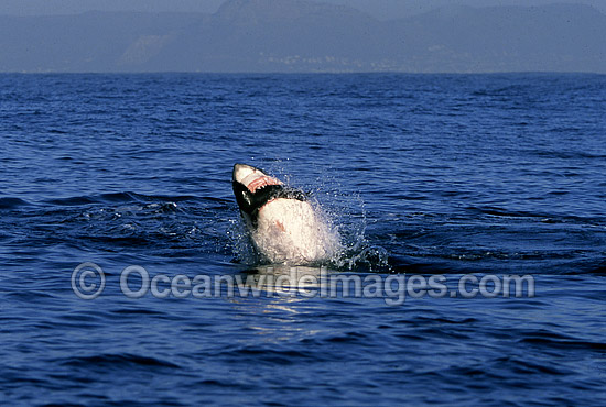 Great White Shark breaching Cape Fur Seal photo