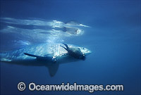 Great White Shark with Cape Fur Seal Photo - Chris & Monique Fallows