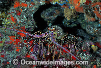 Spiny Lobster Panulirus penicillatus Photo - Gary Bell