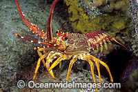 Red Spiny Lobster Photo - Gary Bell