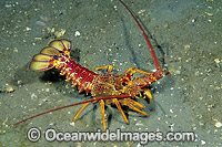 Red Spiny Lobster Jasus edwardsii Photo - Gary Bell