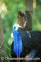 Southern Cassowary Dangerous bird Photo - Gary Bell