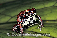 Red-backed Toadlet Pseudophryne coriacea Photo - Gary Bell
