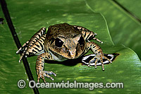 Great Barred Frog Mixophyes fasciolatus Photo - Gary Bell