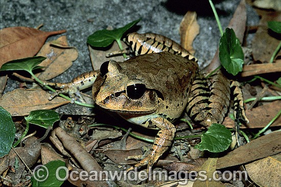 Great Barred Frog photo