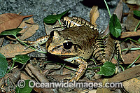 Great Barred Frog Photo - Gary Bell