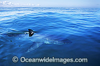 Great White Shark dorsal fin Photo - Gary Bell