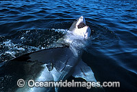 Great White Shark Carcharodon carcharias Photo - Gary Bell