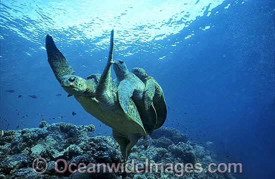 Mating Green Sea Turtles breeding photo