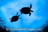 Courting Green Sea Turtles breeding season Photo - Gary Bell