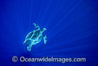 Green Sea Turtle in spiked sunrays Photo - Gary Bell