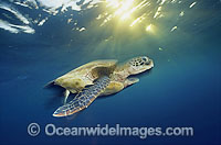 Green Sea Turtle in sunrays as sun sets Photo - Gary Bell