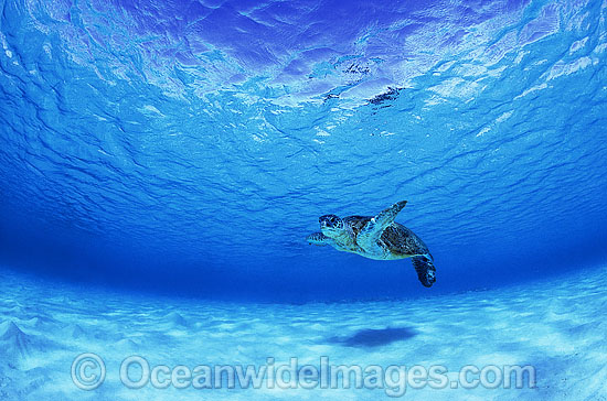 Green Sea Turtle Diamond Islets Coral Sea photo