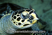 Hawksbill Sea Turtle head detail Photo - Gary Bell